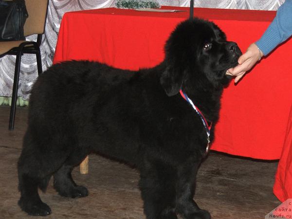 Фото: ньюфаундленд Плюшевая Панда Роскошная Леди Диана (Plushevaya Panda Roskoshnaya Lady Diana)