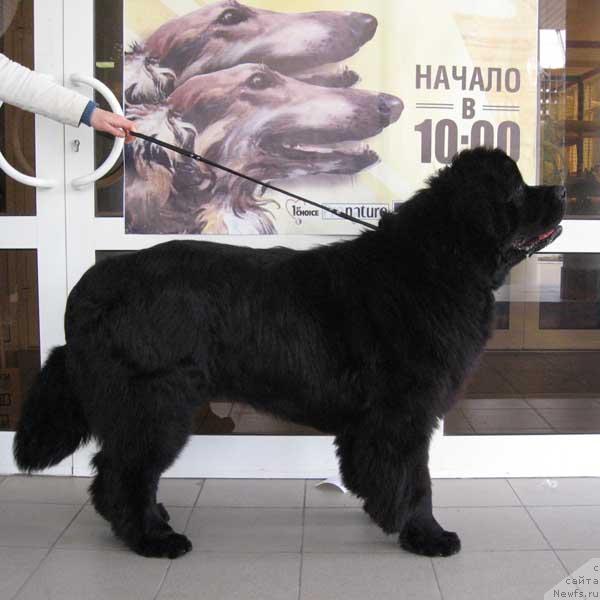 Фото: ньюфаундленд Бегущая по Волнам Степ Бай Степ (Beguschaya po Volnam Step By Step)