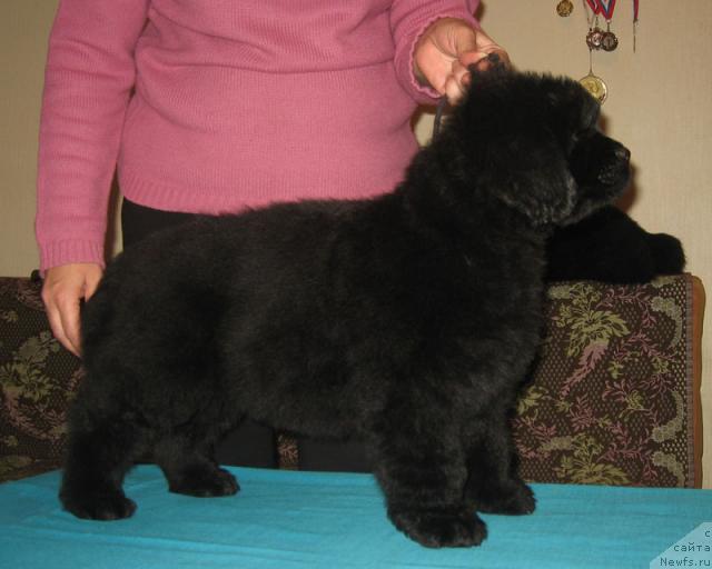 Фото: ньюфаундленд Отважный с Берега Дона