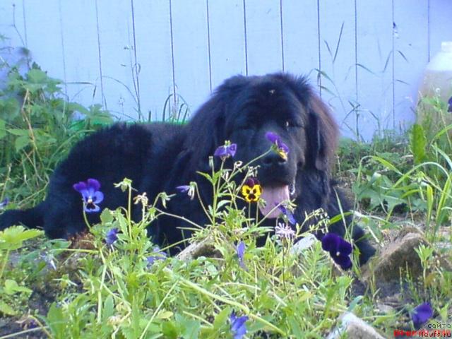 Фото: ньюфаундленд Великий Медведь Загадка