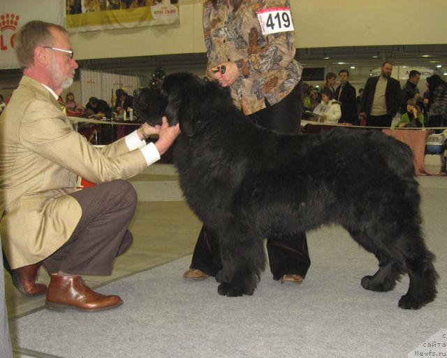 Фото: ньюфаундленд Русский Шериф (Russkiy Sherif)