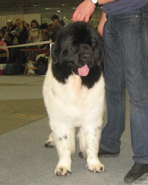 Фото: ньюфаундленд The Waves Sons Excellent Friends