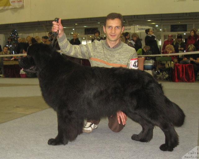 Фото: ньюфаундленд Лаэрт Биг Френд (Laert Big Friend)