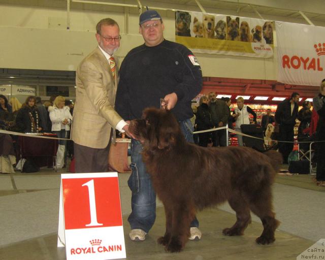 Фото: ньюфаундленд Grizzly Bear