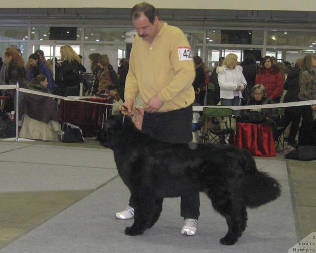 Фото: ньюфаундленд Skippers Never Look Back