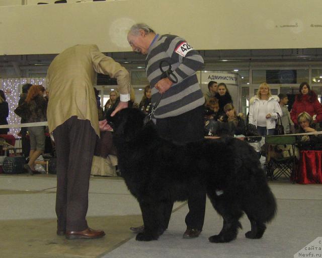 Фото: ньюфаундленд Анри (Anri)