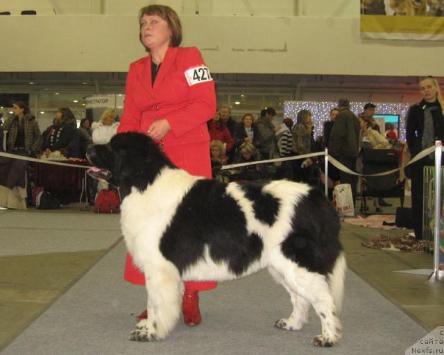 Фото: ньюфаундленд Маршал Шарм оф Бон Пари (Marshal Sharm of Bon Pari)