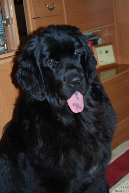 Фото: ньюфаундленд Формула Любви от Сибирского Медведя