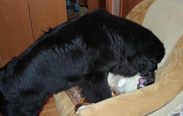 Фото: ньюфаундленд Формула Любви от Сибирского Медведя