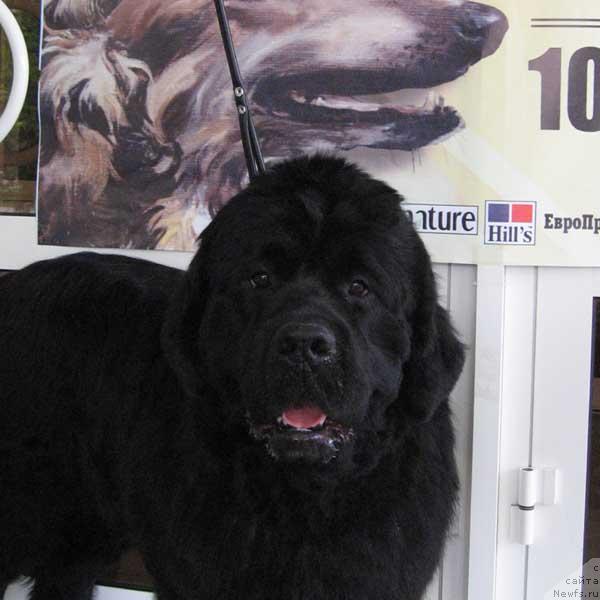 Фото: ньюфаундленд Бегущая по Волнам Степ Бай Степ (Beguschaya po Volnam Step By Step)