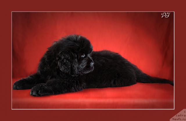 Фото: ньюфаундленд Потап Я