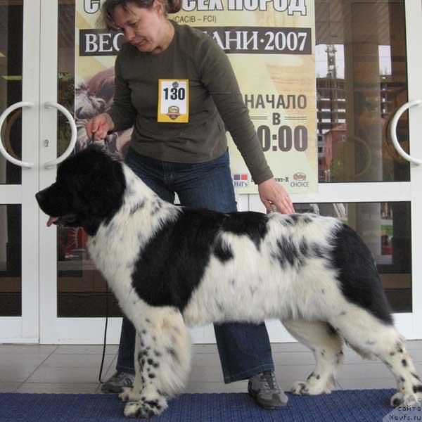 Фото: ньюфаундленд Плюшевая Панда Дениза для Берега Дона (Plushevaya Panda Deniza Dlja  Berega Dona)