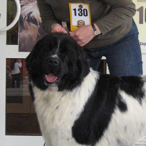 Фото: ньюфаундленд Плюшевая Панда Дениза для Берега Дона (Plushevaya Panda Deniza Dlja  Berega Dona)