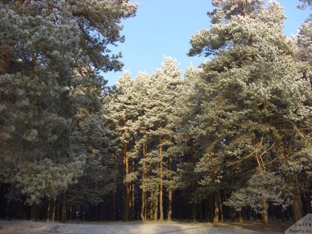 Фотография № 35360