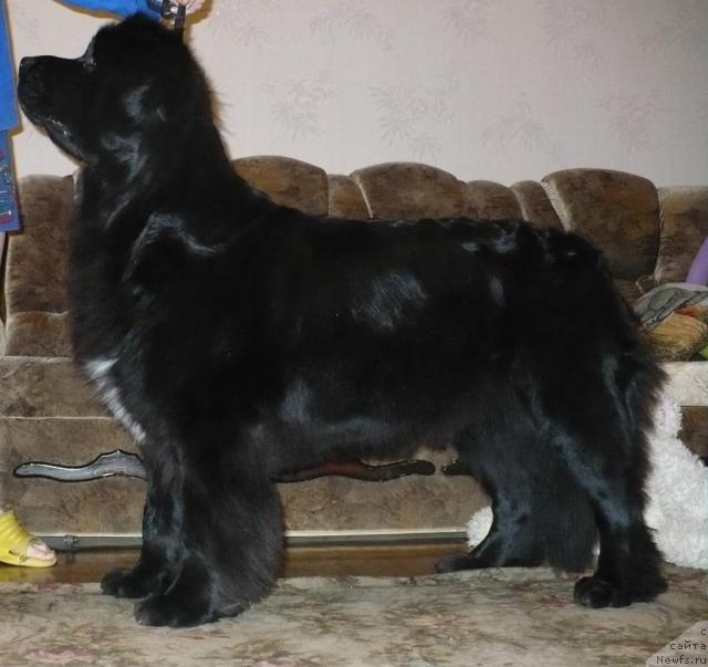 Фото: ньюфаундленд Супер Бизон Астория