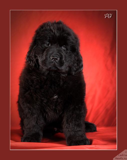 Фото: ньюфаундленд Потап Ярика (Potap Yarika)