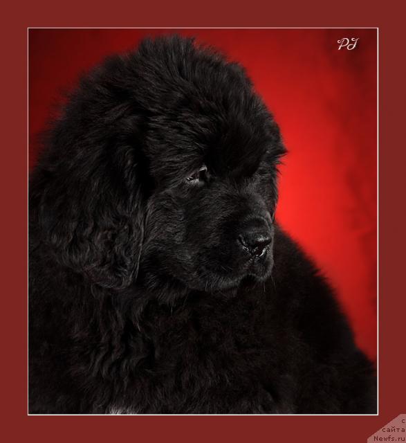 Фото: ньюфаундленд Потап Ярика (Potap Yarika)