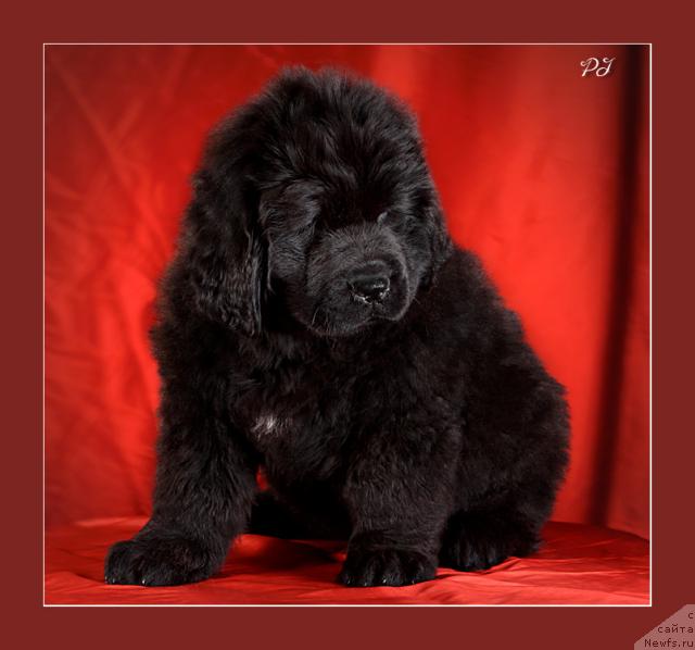 Фото: ньюфаундленд Потап Ярика (Potap Yarika)