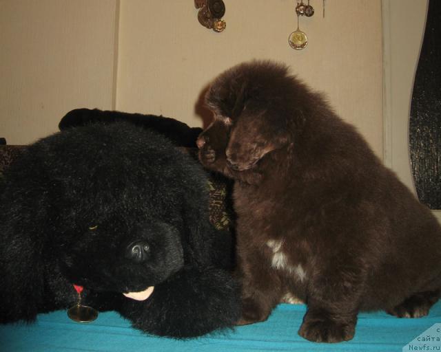 Фото: ньюфаундленд Октябрина с Берега Дона (Oktjabrina s Berega Dona)