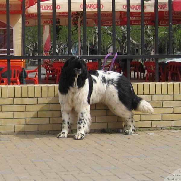 Фото: ньюфаундленд Плюшевая Панда Дениза для Берега Дона (Plushevaya Panda Deniza Dlja  Berega Dona)