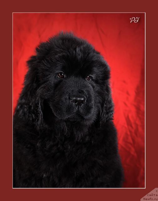 Фото: ньюфаундленд Потап Ясмина