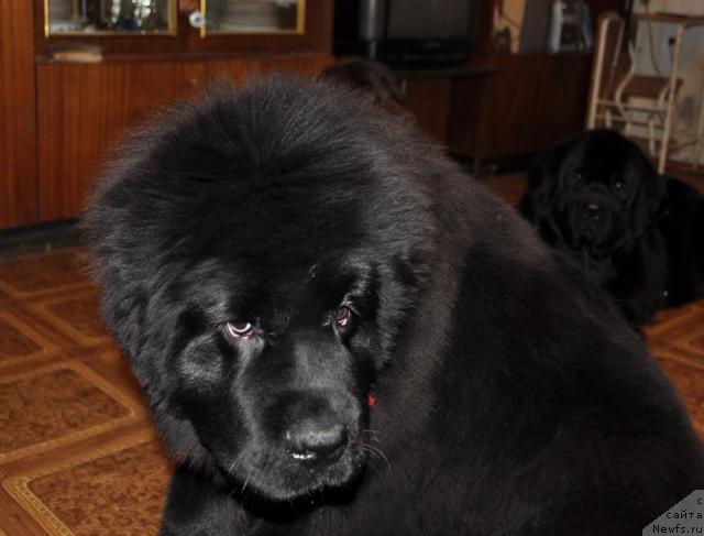 Фотография № 35373