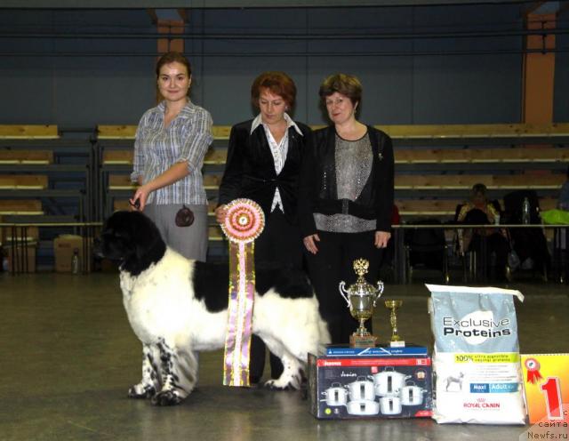 Фото: ньюфаундленд Супер Бизон Арго (Super Bizon Argo), Ксения Новикова