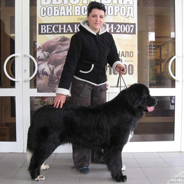Фото: ньюфаундленд Маг Исполин Игрунья (Mag Ispolin Igrunia)