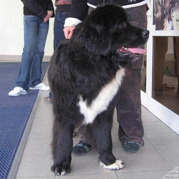 Фото: ньюфаундленд Маг Исполин Игрунья (Mag Ispolin Igrunia)