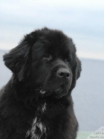 Фото: ньюфаундленд Сент Джонс Жанна Д'Арк (Sent Djons Zanna D'Ark)