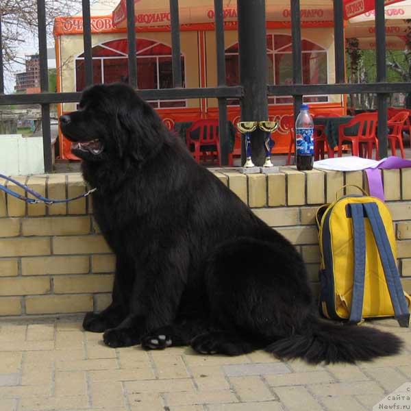Фото: ньюфаундленд Жемчужина Ростова с Берега Дона (Zhemchuzhina Rostova s Berega Dona)
