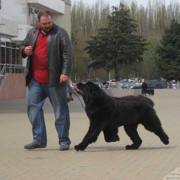 Фото: ньюфаундленд Жемчужина Ростова с Берега Дона (Zhemchuzhina Rostova s Berega Dona)