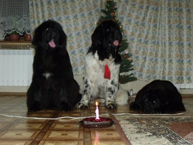 Фотография № 35431