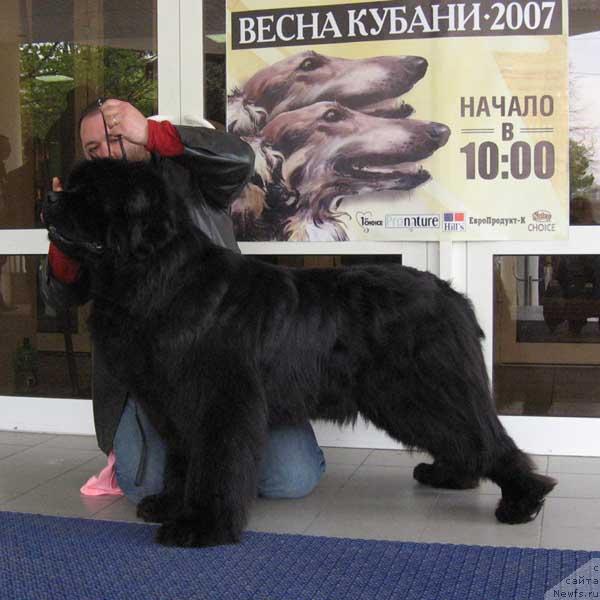 Фото: ньюфаундленд Доджер от Сибирского Медведя (Dodger ot Sibirskogo Medvedja)