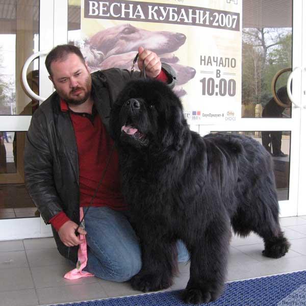 Фото: ньюфаундленд Доджер от Сибирского Медведя (Dodger ot Sibirskogo Medvedja)