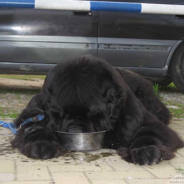 Фото: ньюфаундленд Доджер от Сибирского Медведя (Dodger ot Sibirskogo Medvedja)