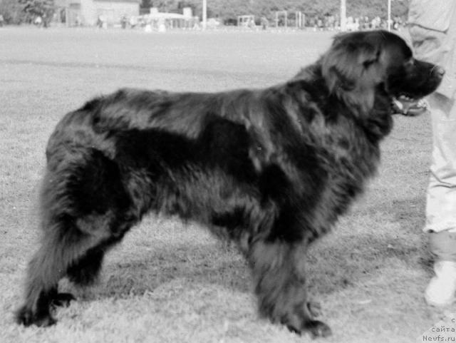 Фото: ньюфаундленд Юликс (Julix)