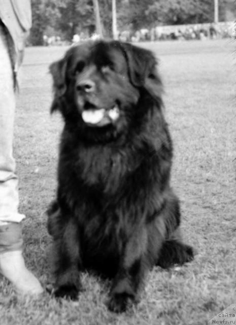 Фото: ньюфаундленд Юликс (Julix)