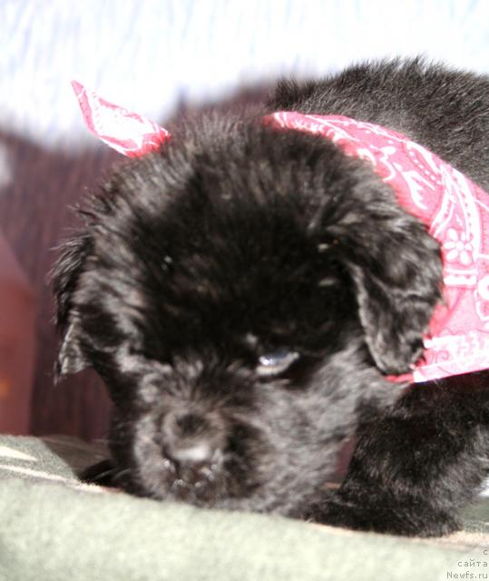 Фото: Кобель рожд.16.11.09 от, ньюфаундленд Бегущая по Волнам Вам и не Снилось (Begushaya po Volnam Vam I Ne Snilos), [d114] оранжевая лента