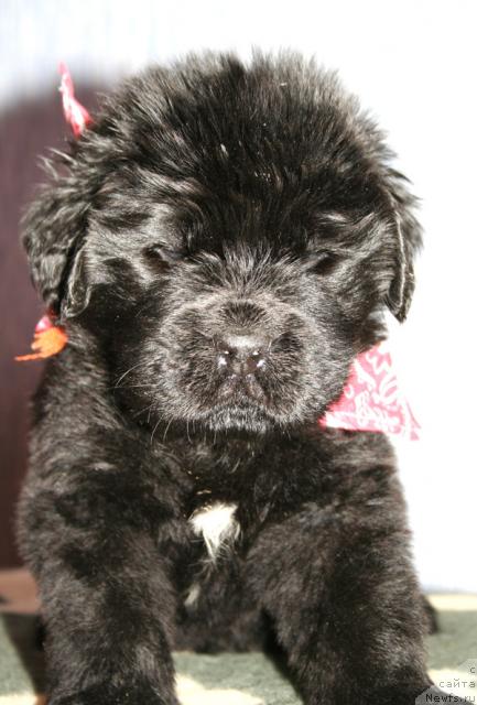 Фото: Кобель рожд.16.11.09 от, ньюфаундленд Бегущая по Волнам Вам и не Снилось (Begushaya po Volnam Vam I Ne Snilos), [d114] ранжевая лента