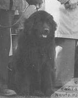 Фото: ньюфаундленд Normas Harmonia