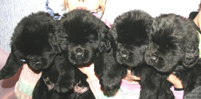 Фото: Помет рожд.16.11.09 от, ньюфаундленд Бегущая по Волнам Вам и не Снилось (Begushaya po Volnam Vam I Ne Snilos), ньюфаундленд Bjornebandens Richardo Dot Com