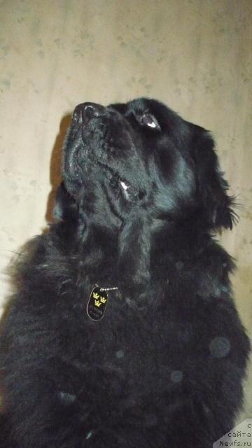 Фото: ньюфаундленд Юнона из Золотого Треугольника