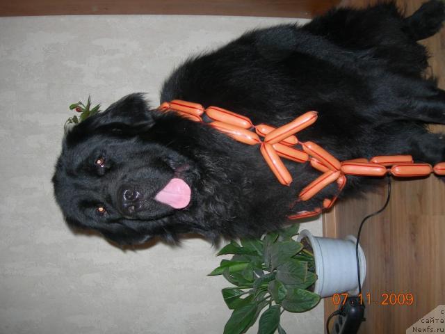 Фото: ньюфаундленд Кинг Биг Блэк Балу