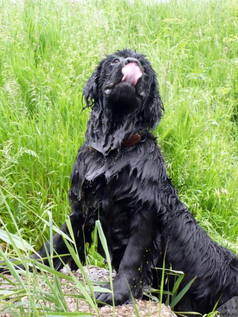 Фото: ньюфаундленд Пчёлкин Дом Восторг Души (Pchiolkin Dom Vostorg Dushi)