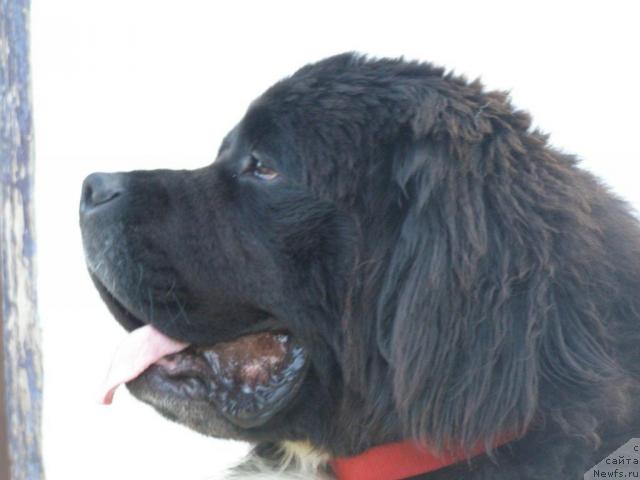 Фото: ньюфаундленд Пчёлкин Дом Белый Орёл (Pchiolkin Dom Bely Oriol)