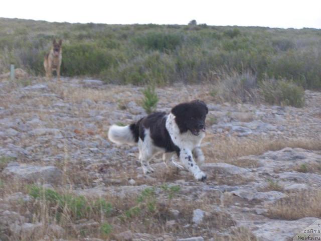Фото: ньюфаундленд Пчёлкин Дом Белый Орёл (Pchiolkin Dom Bely Oriol)