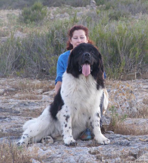 Фото: ньюфаундленд Пчёлкин Дом Белый Орёл (Pchiolkin Dom Bely Oriol)