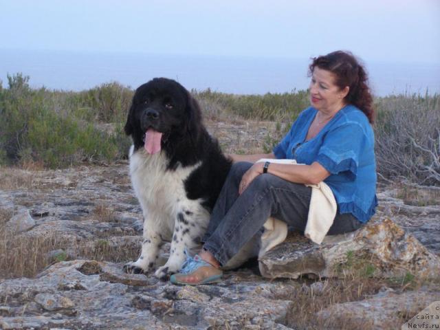 Фото: ньюфаундленд Пчёлкин Дом Белый Орёл (Pchiolkin Dom Bely Oriol)