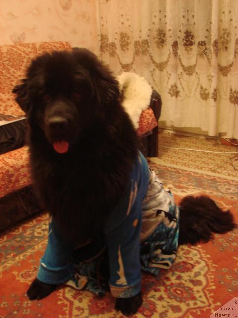 Фото: ньюфаундленд Арчибальд